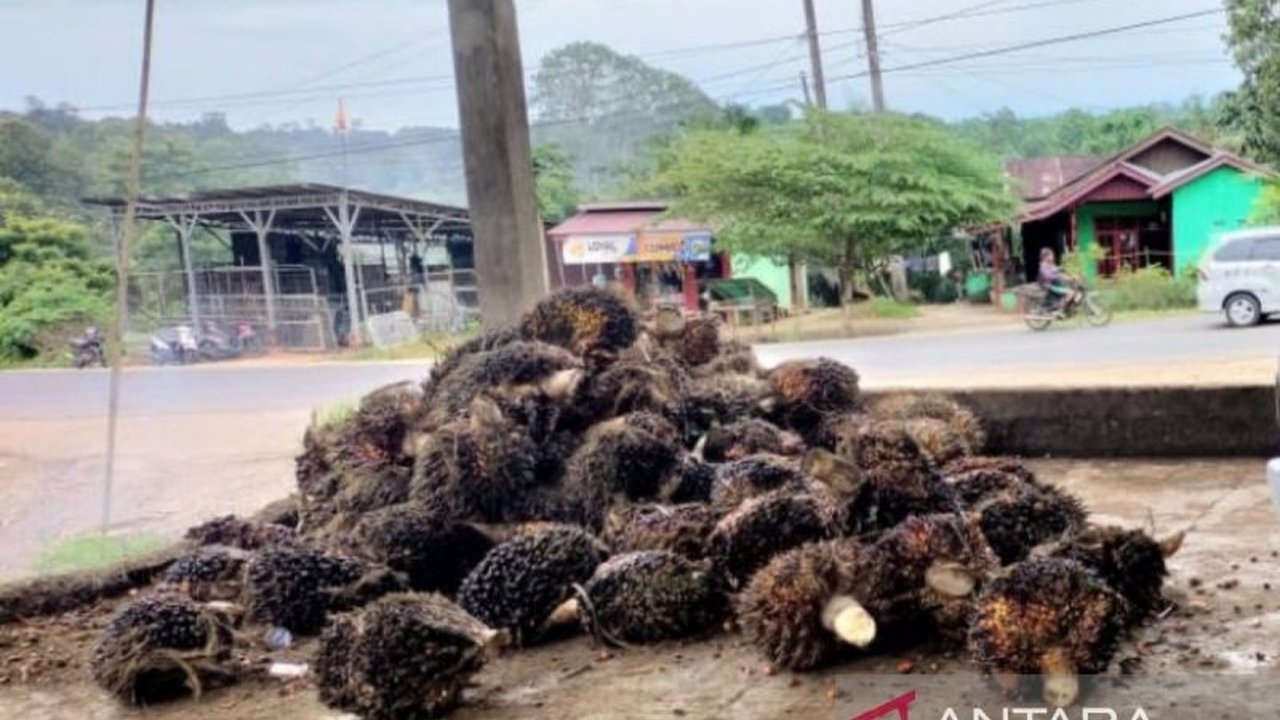 Pemerintah Provinsi Bengkulu menetapkan harga jual TBS sawit Rp2.640 per kilogram untuk periode Februari 2025, turun dari periode sebelumnya,  dipengaruhi oleh laporan penjualan CPO, PK, dan faktor lainnya.