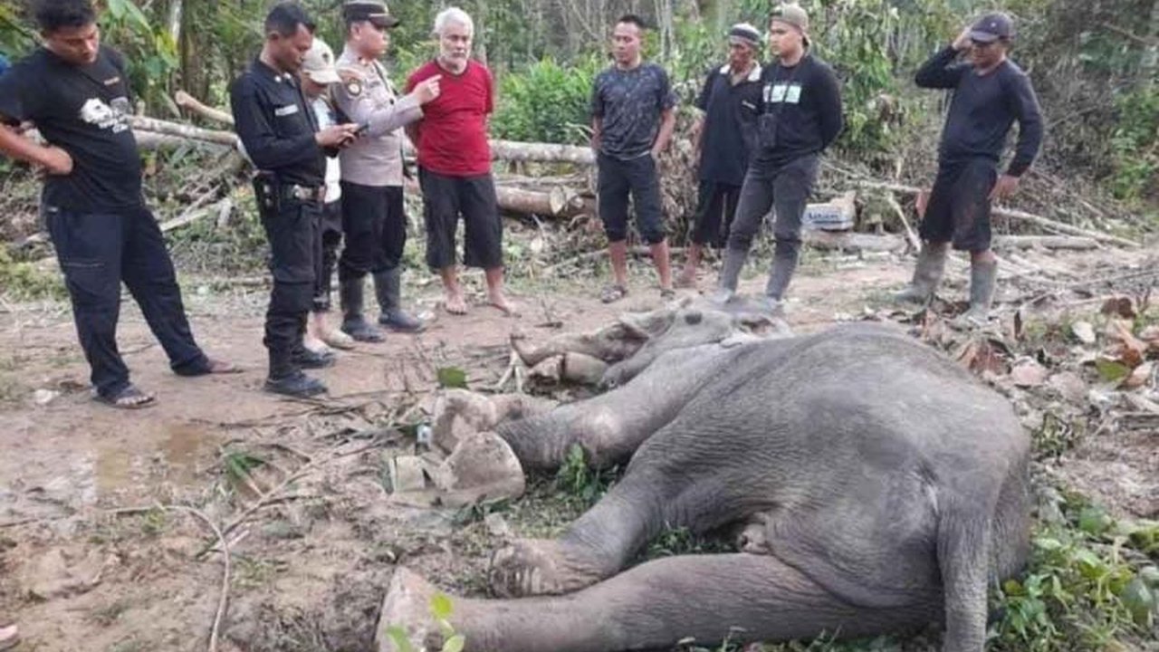 Seekor gajah betina Sumatra berusia tujuh hingga delapan tahun ditemukan mati di Aceh Timur setelah sempat dirawat karena infeksi dan diduga keracunan, meskipun sempat menunjukkan perkembangan positif sebelum akhirnya meninggal.