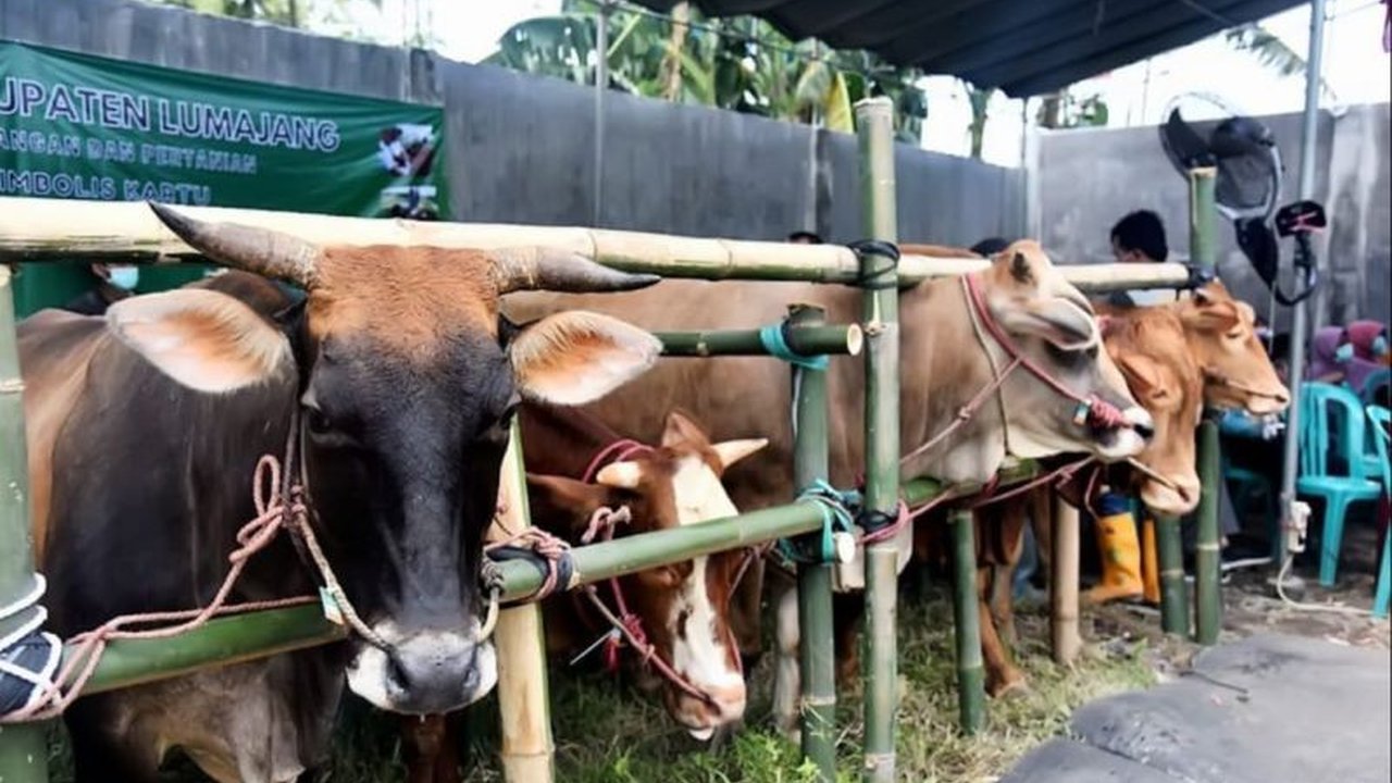 Pasar hewan di Lumajang, Jawa Timur kembali beroperasi setelah ditutup selama 10 hari karena wabah PMK, namun tetap menerapkan protokol kesehatan hewan yang ketat untuk mencegah penyebaran penyakit.