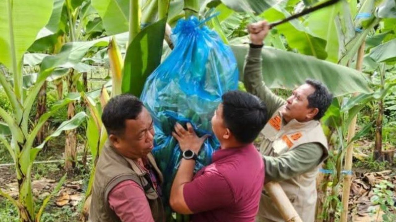 Sulbar: Lahan Subur, Potensi Besar Pisang Cavendish