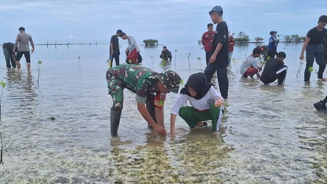 Kodim Majene dan Pelajar Sukses Tanam Ratusan Bibit Mangrove