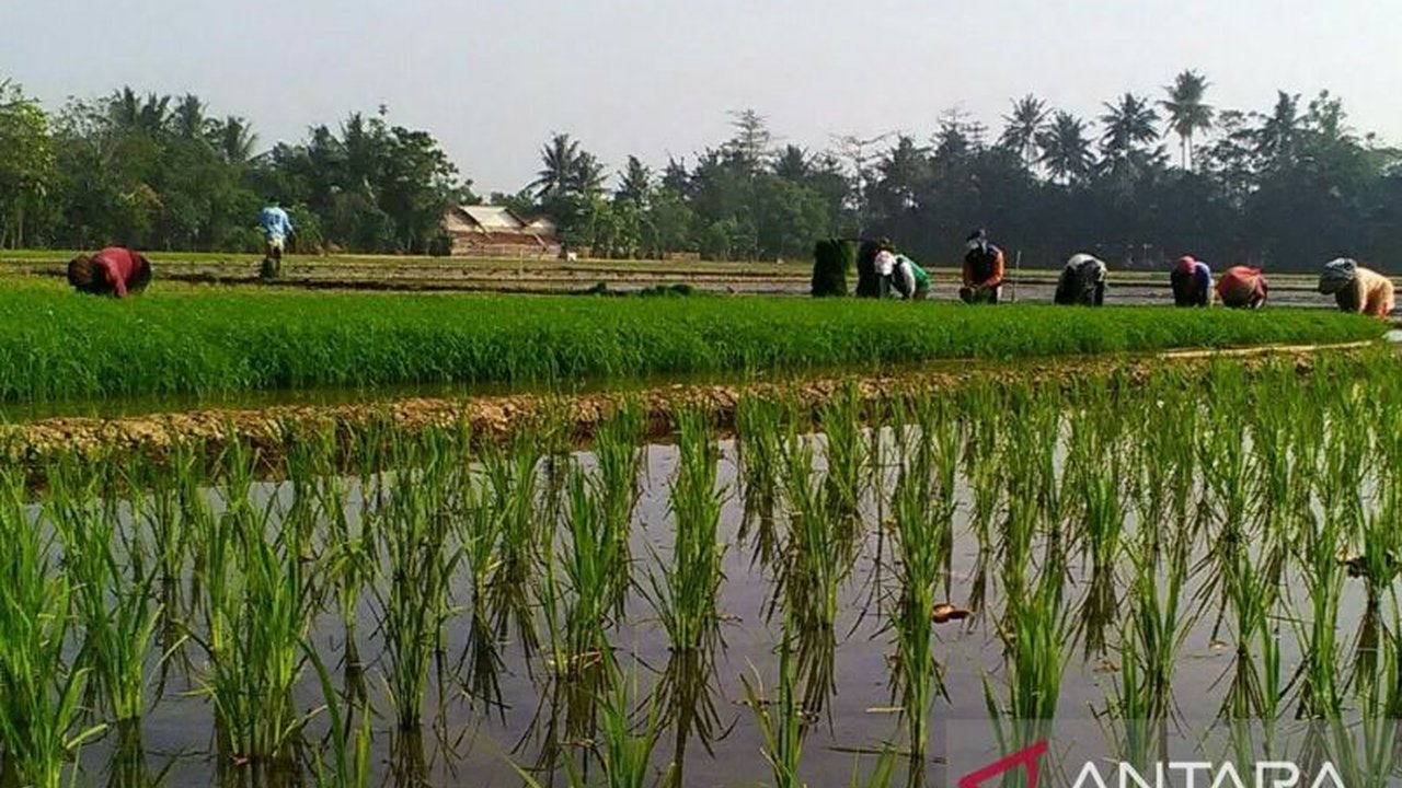 Pemerintah Kabupaten Karawang menambah areal persawahan yang diasuransikan melalui program Asuransi Usaha Tani Padi (AUTP) menjadi 60 ribu hektare pada tahun 2025 untuk membantu petani menghadapi gagal panen.
