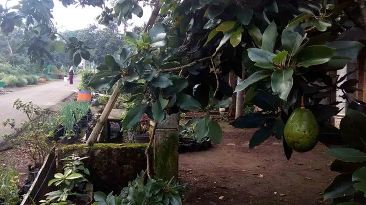Pohon alpukat tumbuh rimbun di halaman rumah warga Desa Jatisari, Purwodadi, Pasuruan, Jawa Timur (Liputan6.com/Zainul Arifin)