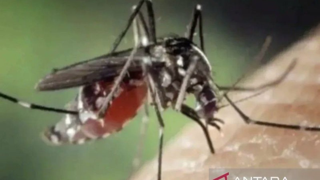 Kabupaten Dompu, NTB menetapkan status Kejadian Luar Biasa (KLB) Demam Berdarah Dengue (DBD) setelah 80 kasus tercatat, dua di antaranya meninggal dunia pada awal Februari 2025.