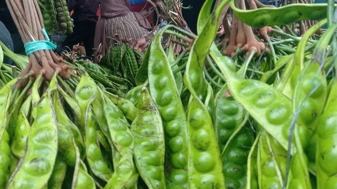 Petani Pandeglang Raup Untung Jutaan dari Panen Petai