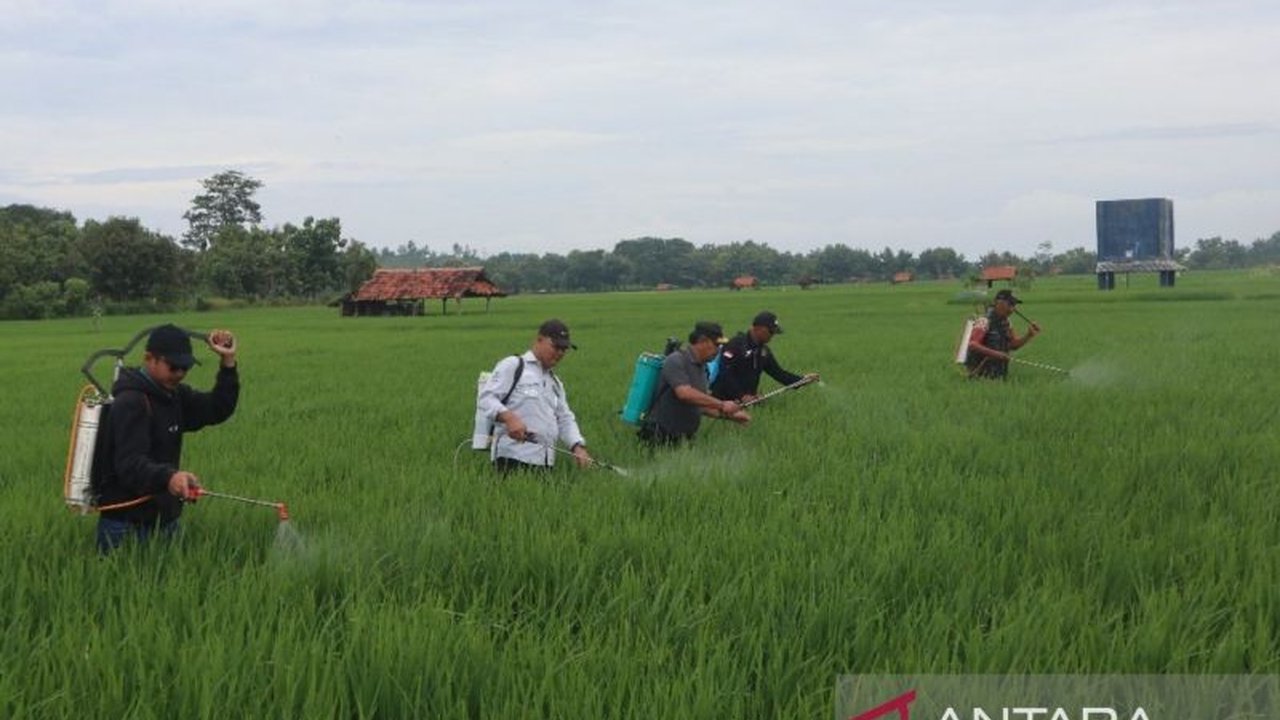Dinas Ketahanan Pangan dan Pertanian Kuningan gencarkan Gerakan Pengendalian Organisme Pengganggu Tanaman (Gerdal OPT) untuk menjaga produktivitas padi dan mencegah serangan hama penyakit seperti blas dan kresek, serta meningkatkan kesadaran petani dalam.