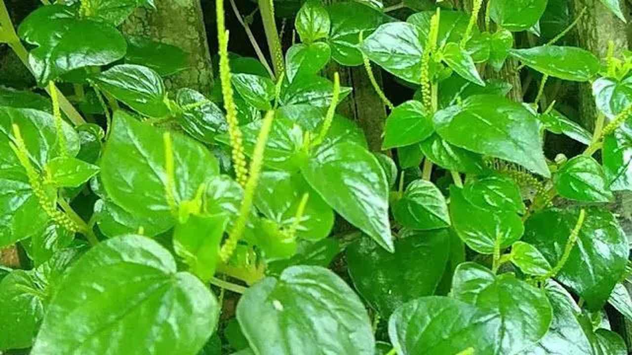 Daun Sirih Cina. (foto: Pinterest/Info Pertanian).