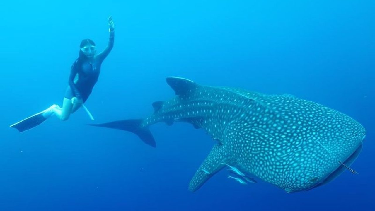 Gubernur NTB terpilih, Lalu Muhamad Iqbal, mendorong pengembangan paket wisata terpadu di Teluk Saleh, Sumbawa, dengan menggabungkan atraksi surfing, alam, dan budaya untuk meningkatkan kunjungan wisatawan dan kesejahteraan masyarakat setempat.