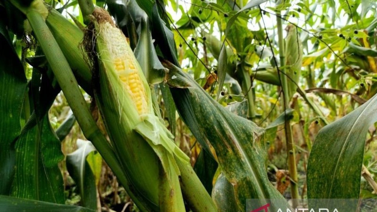 Kotim Usulkan 4.120 Ha Lahan untuk Tanam Jagung
