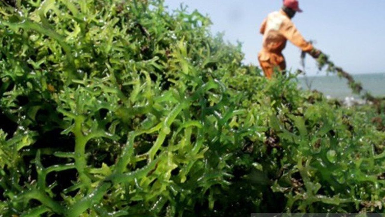 Kementerian Kelautan dan Perikanan (KKP) menjadikan rumput laut sebagai komoditas unggulan, didorong oleh permintaan global yang tinggi dan peningkatan produksi signifikan di tahun 2024, serta dampak positif pada perekonomian pembudidaya.