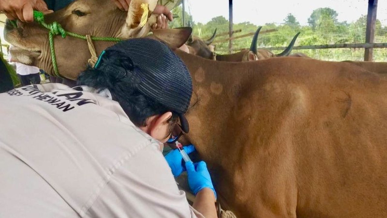 Batam Bebas PMK: Upaya Pencegahan Dinas KP2 Sukses