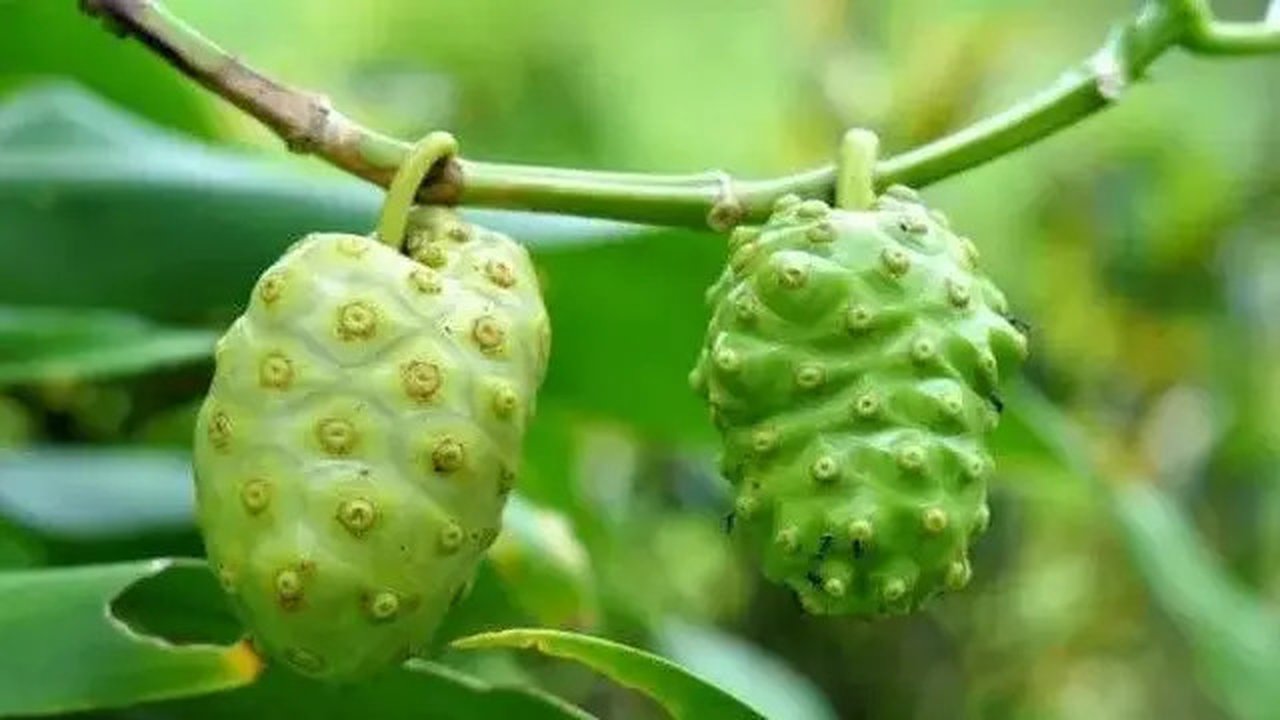 buah mengkudu (credit: Pinterest/Falih Media)
