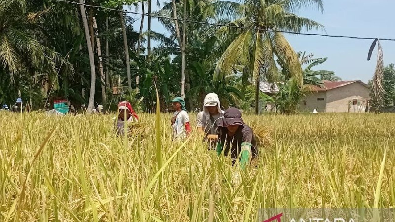 Perum Bulog Sumut menyerap 50 ton gabah kering panen (GKP) dari petani lokal di Batu Bara, Sumatera Utara, dengan harga Rp6.500 per kg, sebagai upaya memaksimalkan hasil panen dan menstabilkan harga pasar.