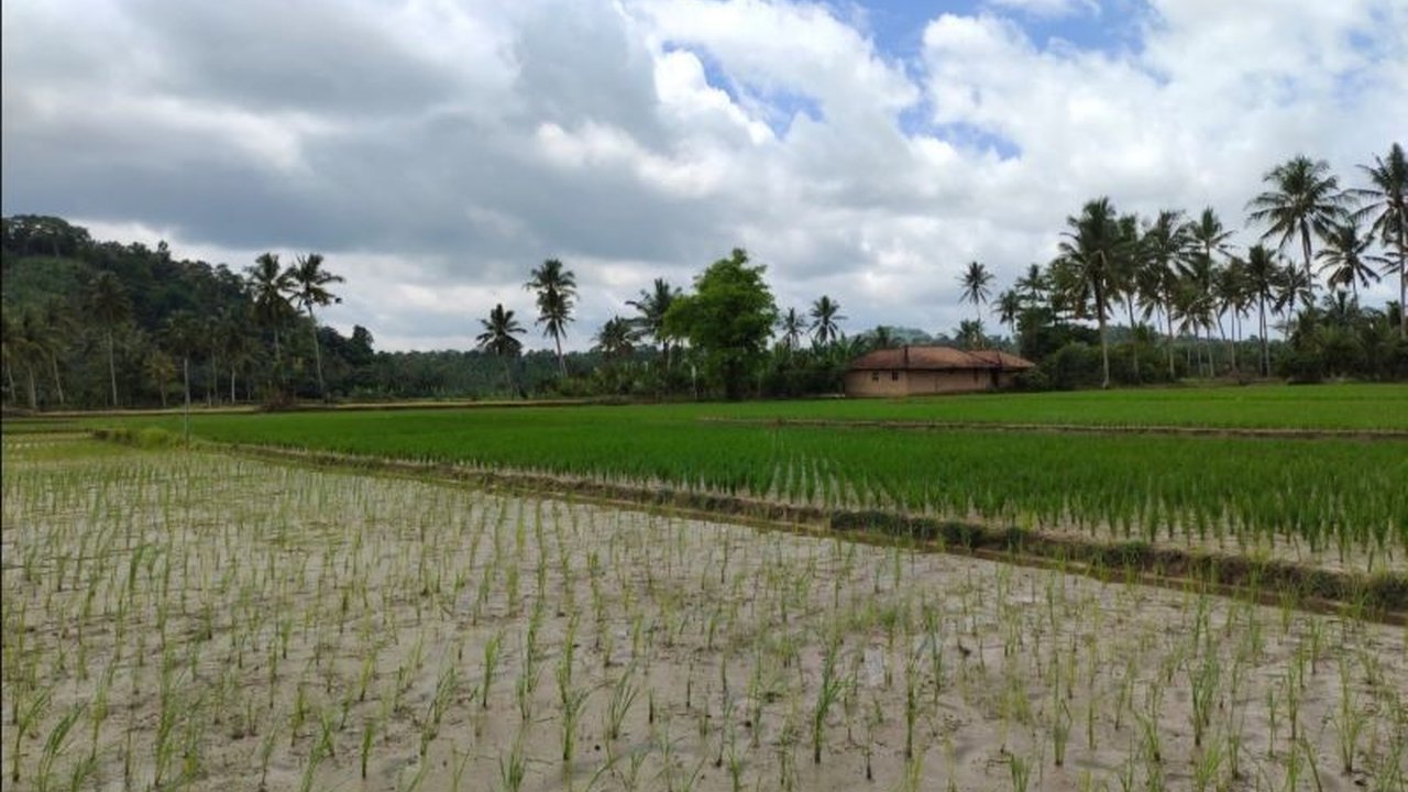Pemerintah melalui Kementan menyalurkan bantuan benih padi kepada petani di Lampung yang lahannya terdampak banjir untuk menjaga produktivitas pertanian dan ketahanan pangan nasional.