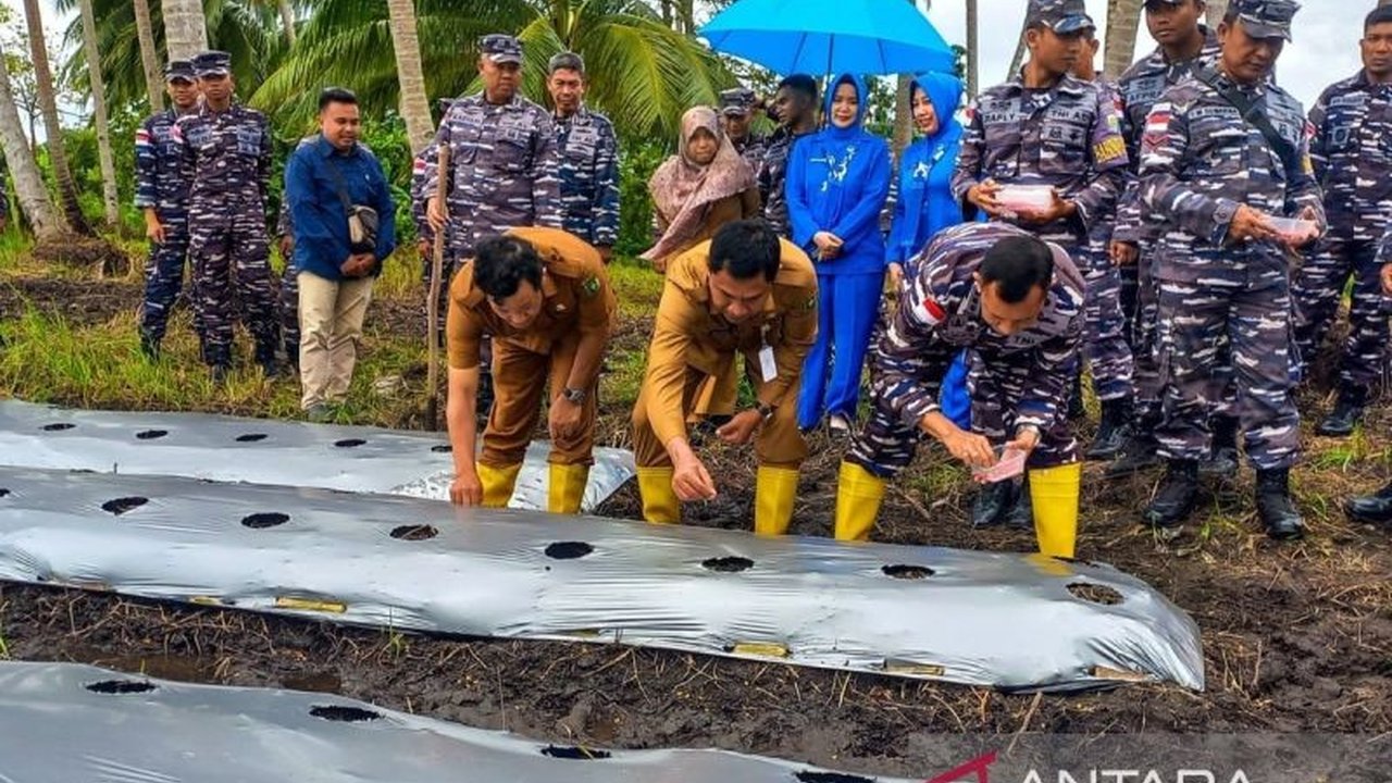 Lanal Ranai, Natuna, menanam 7.200 bibit jagung di lahan setengah hektar untuk mendukung ketahanan pangan dan swasembada pangan nasional, berkolaborasi dengan Pemerintah Kabupaten Natuna.