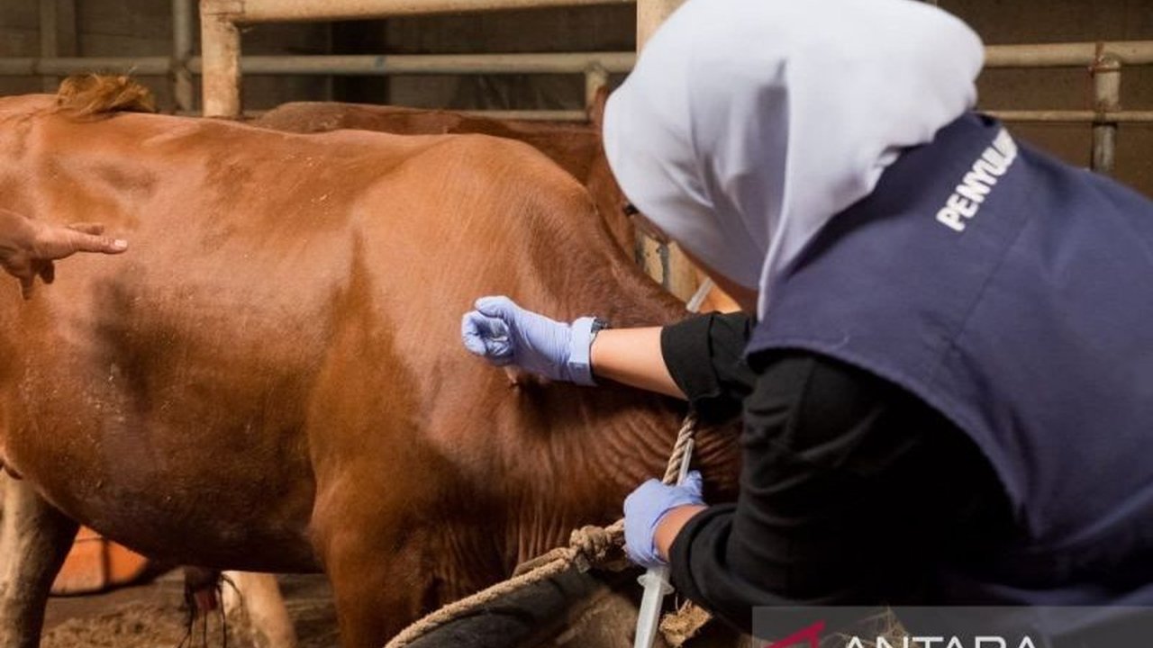 Pemkot Cimahi rutin melakukan pengawasan kesehatan hewan ternak, termasuk vaksinasi dan sosialisasi kepada peternak, guna mencegah penyebaran Penyakit Mulut dan Kuku (PMK).