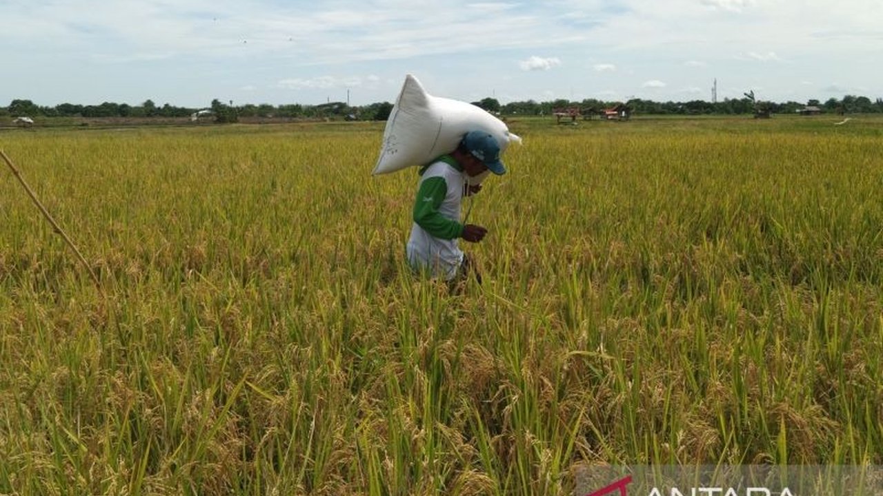 Produktivitas Padi Cirebon Capai 7 Ton/Ha, Regenerasi Petani Jadi Tantangan