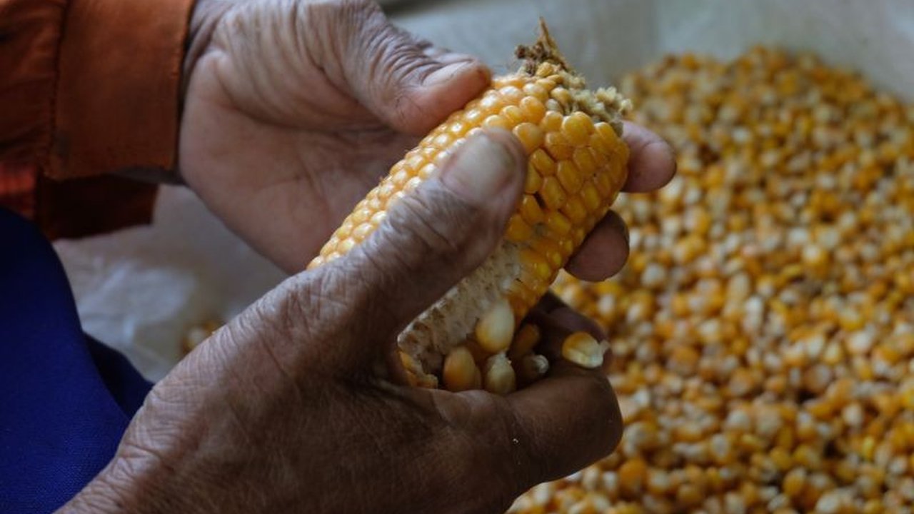 Produksi Jagung Indonesia 2024: Naik 0,36 Juta Ton!