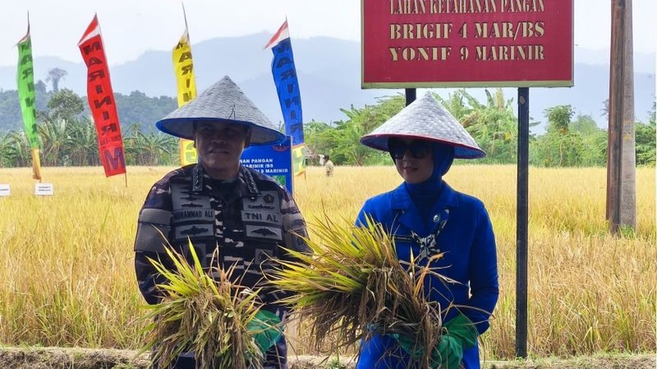 Kepala Staf Angkatan Laut (KSAL) panen raya padi di Lanal Lampung, mendukung Program Makan Bergizi Gratis (MBG) dan ketahanan pangan nasional melalui pengelolaan lahan pertanian TNI AL.