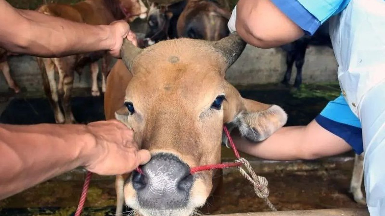 Sumsel Terima 13 Ribu Dosis Vaksin PMK Tahap Kedua