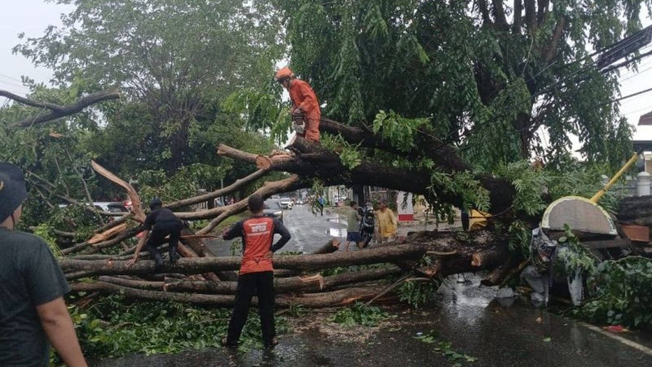 Pohon Tumbang di Bandarlampung: TRC BPBD Bergerak Cepat