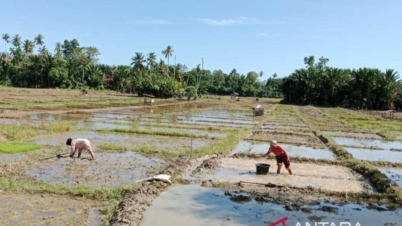 Pemkab Simeulue menargetkan penanaman padi di 9.452 hektare sawah pada 2025 untuk memperkuat ketahanan pangan, dengan peningkatan produksi hingga 40 ribu ton beras.
