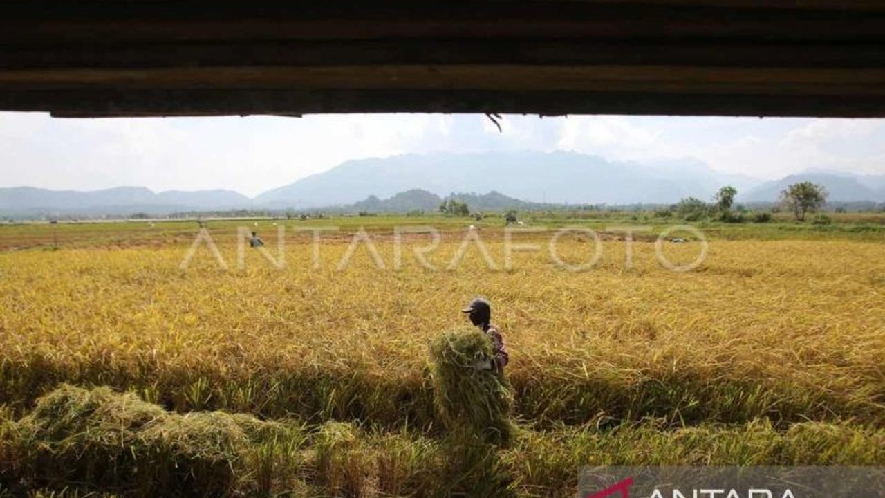 Pj Bupati Aceh Barat Daya (Abdya) mendesak pedagang membeli gabah petani sesuai Harga Pembelian Pemerintah (HPP) Rp6.500/kg,  mengingat harga di tingkat petani masih di bawah HPP, kendati Bulog telah menyerap beras dari kilang padi setempat.