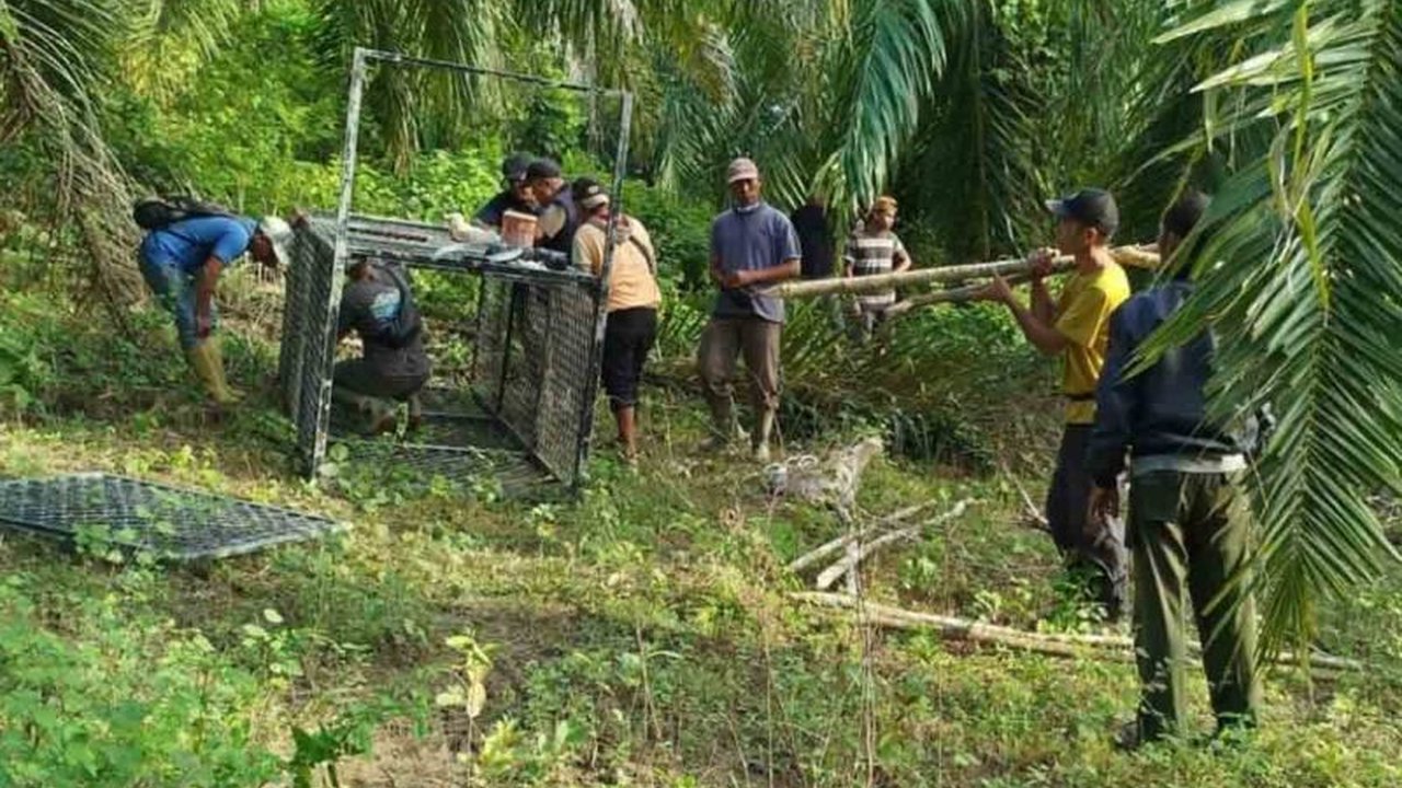 Balai Konservasi Sumber Daya Alam (BKSDA) Aceh memindahkan perangkap harimau sumatra di Aceh Timur karena upaya sebelumnya gagal, sebagai respons atas serangan harimau ke ternak warga dan untuk mencegah konflik satwa liar-manusia.