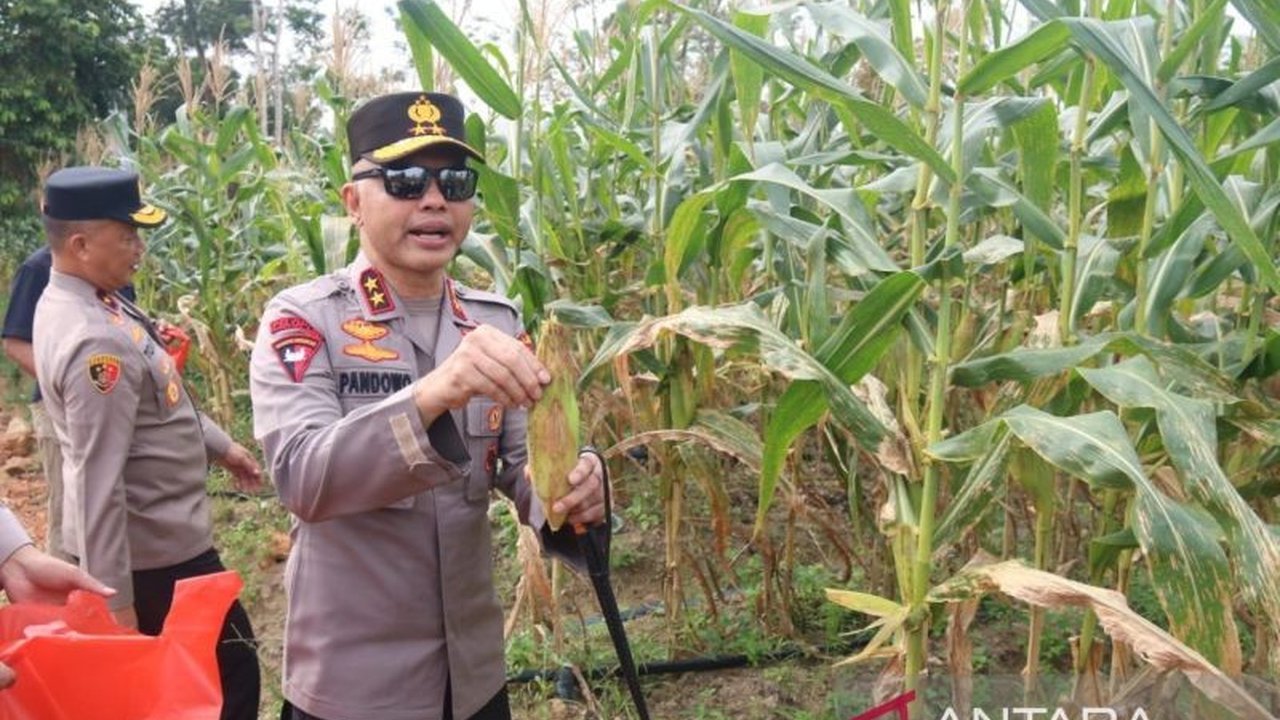 Polda Kepulauan Bangka Belitung berhasil memanen 10 ton jagung manis dari lahan ketahanan pangan di Bhayangkara Park, hasil panen akan digunakan untuk penanaman kembali dan membantu masyarakat.