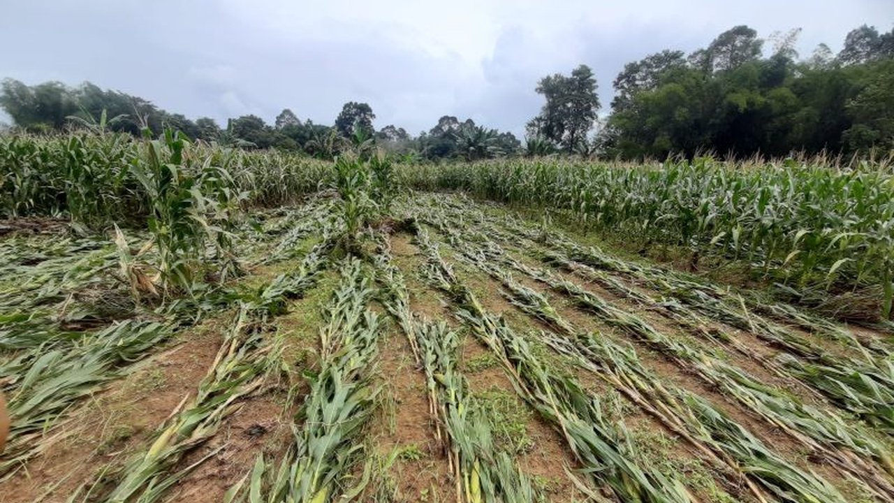 Banjir di 11 kecamatan Bengkayang, Kalimantan Barat, dari 21 hingga 30 Januari 2025, mengakibatkan kerugian sektor pertanian mencapai Rp17 miliar lebih dan 12.023 warga terdampak.