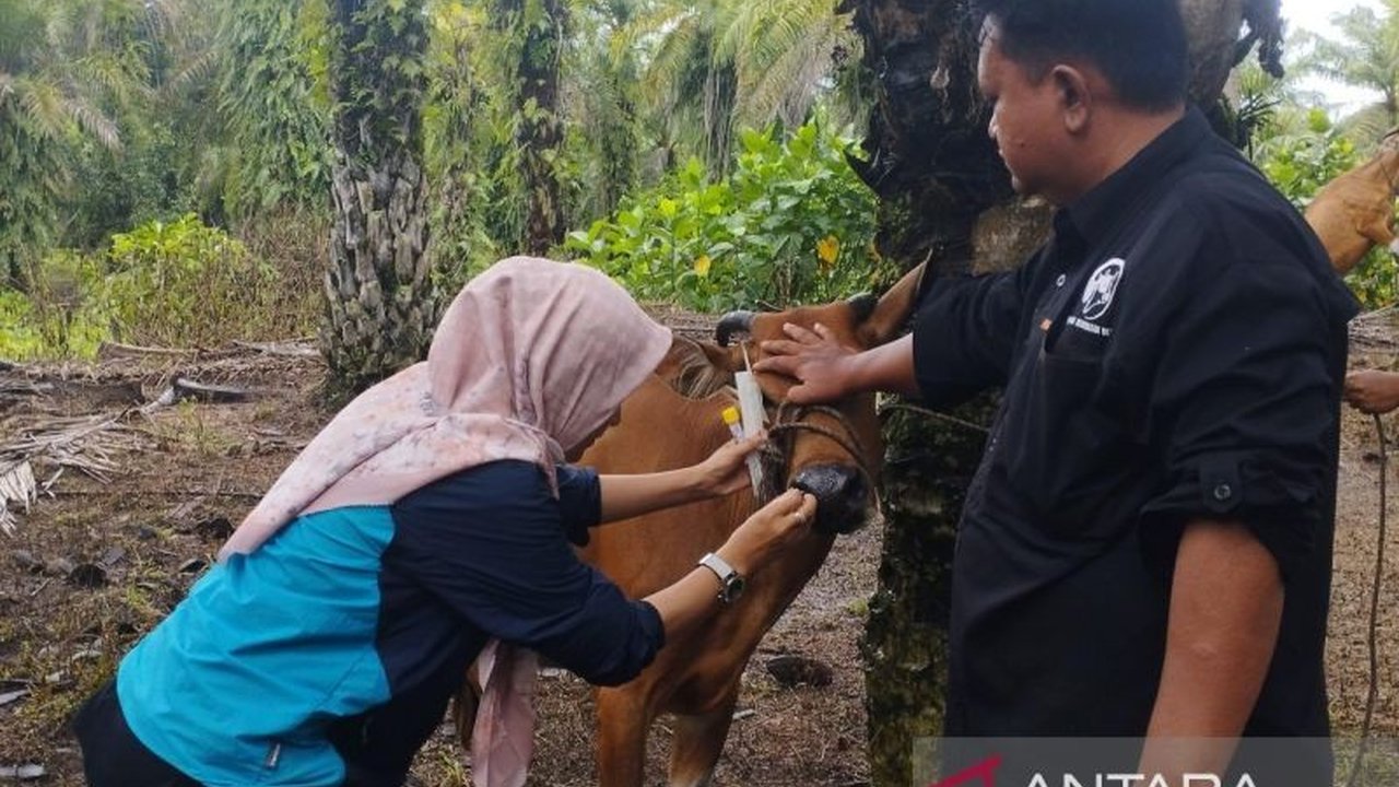 Dinas Peternakan dan Kesehatan Hewan Bengkulu melaporkan 199 kasus PMK pada ternak, dengan kasus terbanyak di Seluma (109 kasus), dan mengusulkan 61.757 dosis vaksin ke pemerintah pusat.