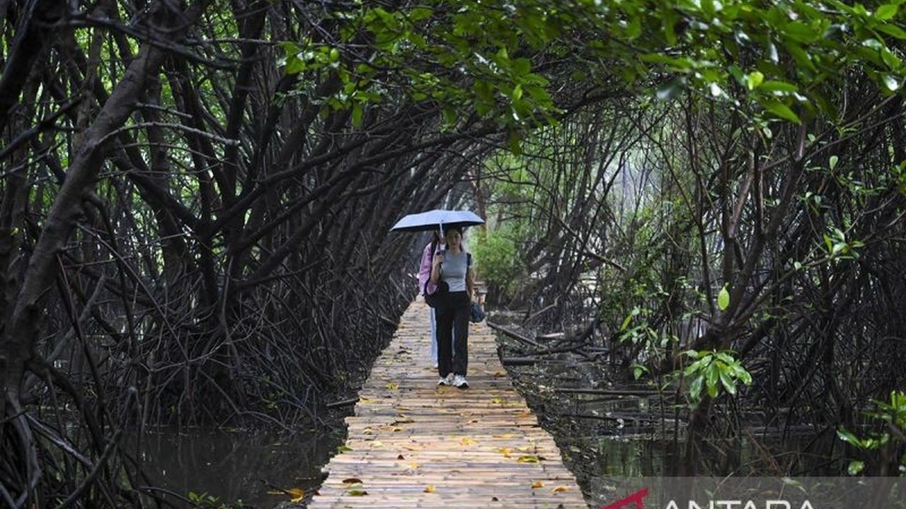 Pramono Anung: Tembok Mangrove Raksasa untuk Selamatkan Jakarta dari Banjir