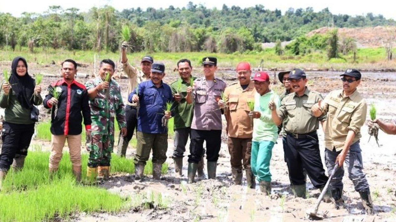 Bupati Kutai Kartanegara, Edi Damansyah, menanam padi di lahan sawah baru seluas 400 hektare di Desa Mulawarman untuk mendukung ketahanan pangan Kalimantan Timur dan meningkatkan produksi padi Kukar yang saat ini sudah tertinggi di provinsi tersebut.