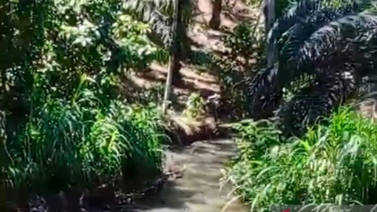 Sekitar 70 hektare sawah di Desa Penarik, Mukomuko, Bengkulu terancam alih fungsi menjadi perkebunan sawit akibat kerusakan sistem irigasi yang belum diperbaiki.