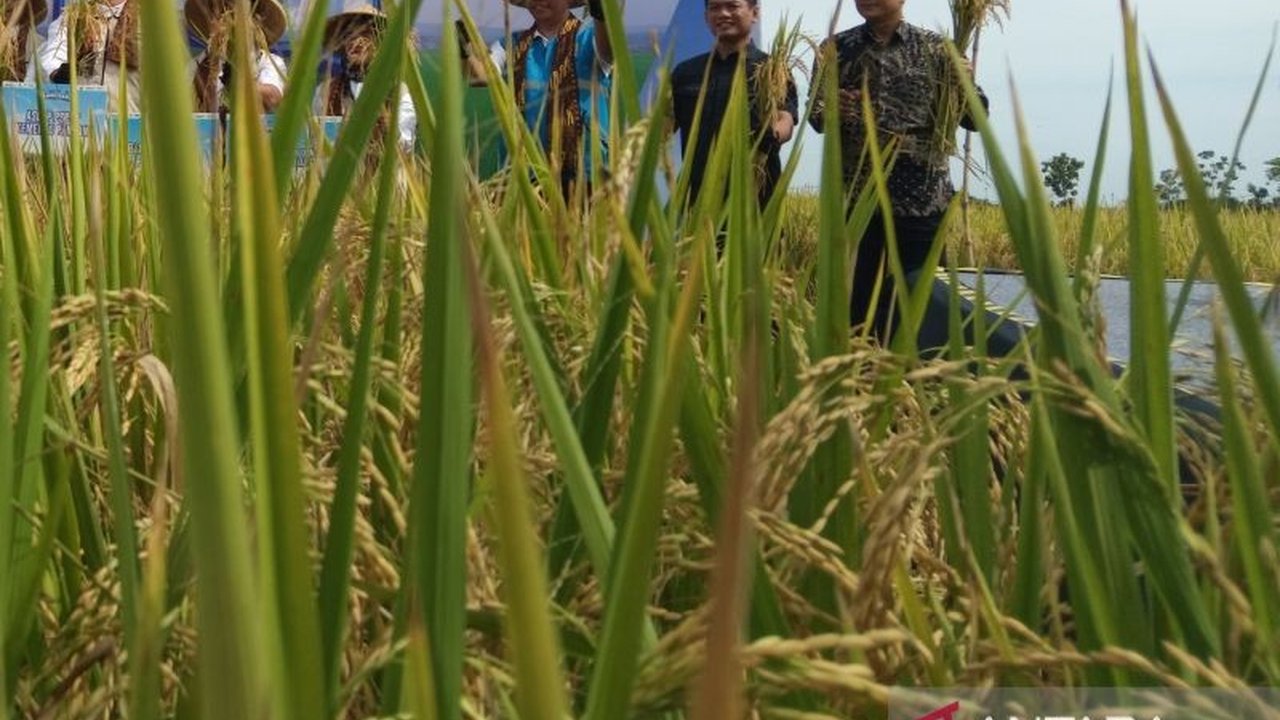 Kabupaten Cirebon berhasil panen padi sebanyak 560.713 ton di tahun 2024,  meski target produksi tahun 2025 mengalami penyesuaian karena berbagai faktor, termasuk cuaca ekstrem.