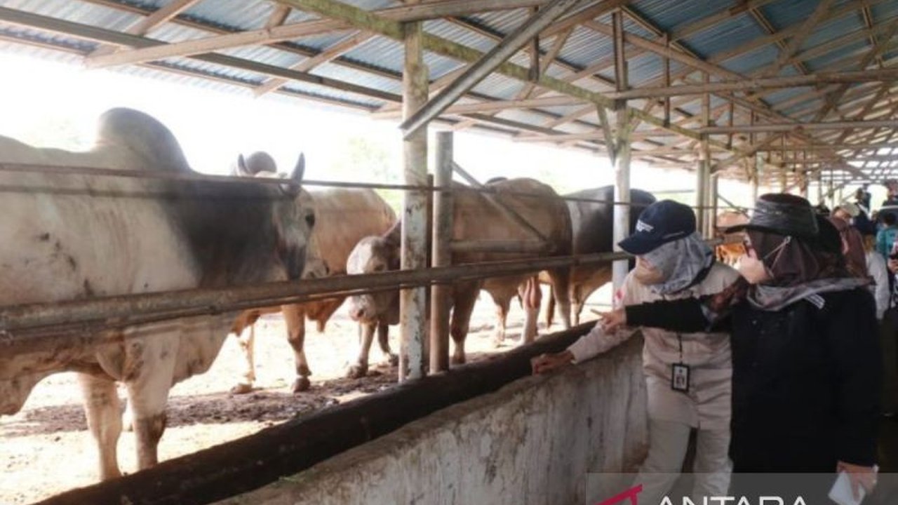Pemerintah Provinsi Kalimantan Selatan (Kalsel) berupaya menambah 22 ribu induk sapi untuk mencapai swasembada daging pada tahun 2029, dengan program Siska Ku Intip sebagai strategi utama.