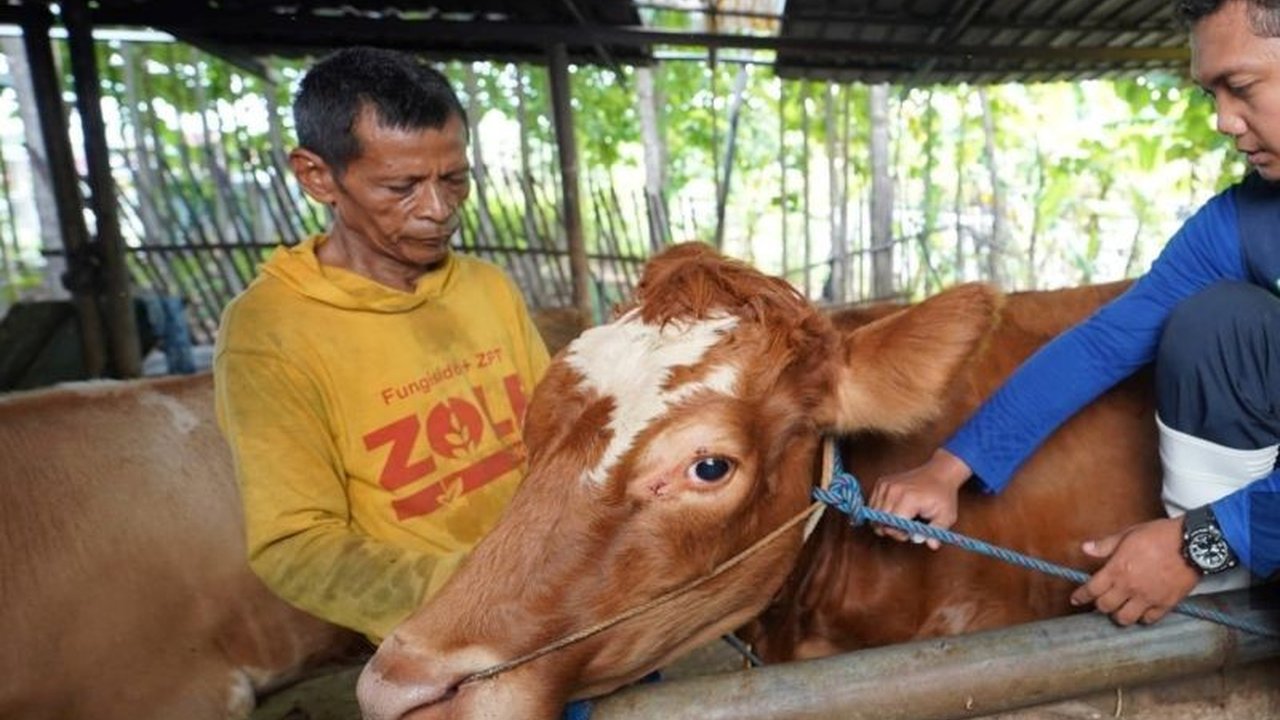 Dinas Ketahanan Pangan dan Pertanian (DKPP) Kota Madiun gencar melakukan vaksinasi PMK pada lebih dari 2000 hewan ternak untuk mencegah penularan penyakit mulut dan kuku, meskipun telah terjadi 8 kasus PMK sejak akhir 2024.