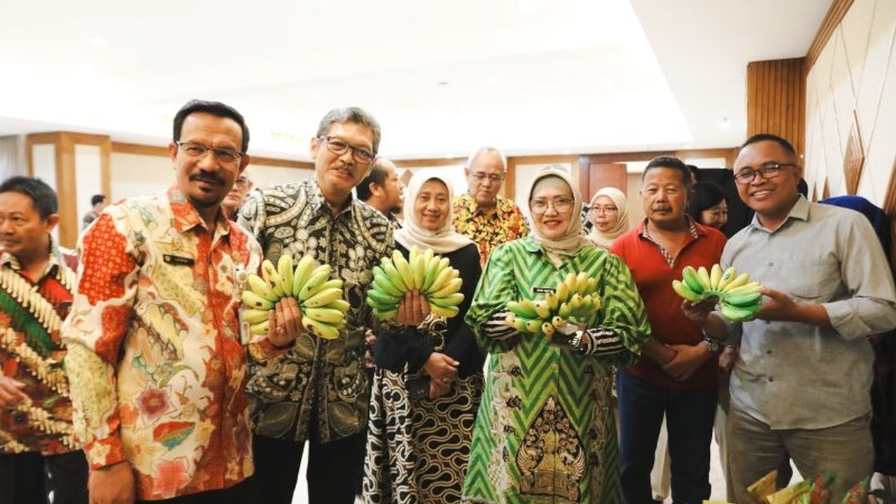 Pemerintah Kabupaten Lumajang berkolaborasi dengan UMKM lokal untuk mengolah pisang mas kirana menjadi produk turunan guna meningkatkan nilai ekonomi dan membuka peluang pasar yang lebih luas bagi petani.