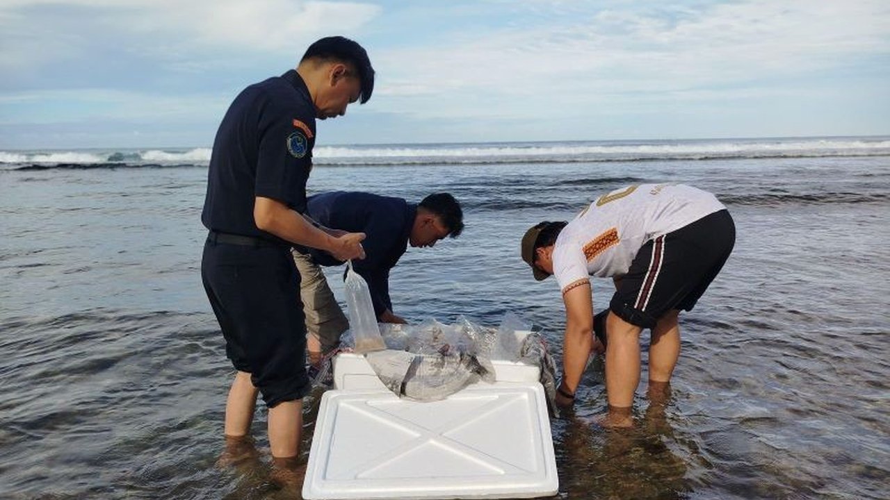 Polres Pesisir Barat menetapkan seorang oknum polisi sebagai tersangka dalam kasus penyelundupan 25.000 benih lobster ilegal, pengembangan dari kasus sebelumnya pada 23 Januari 2025.