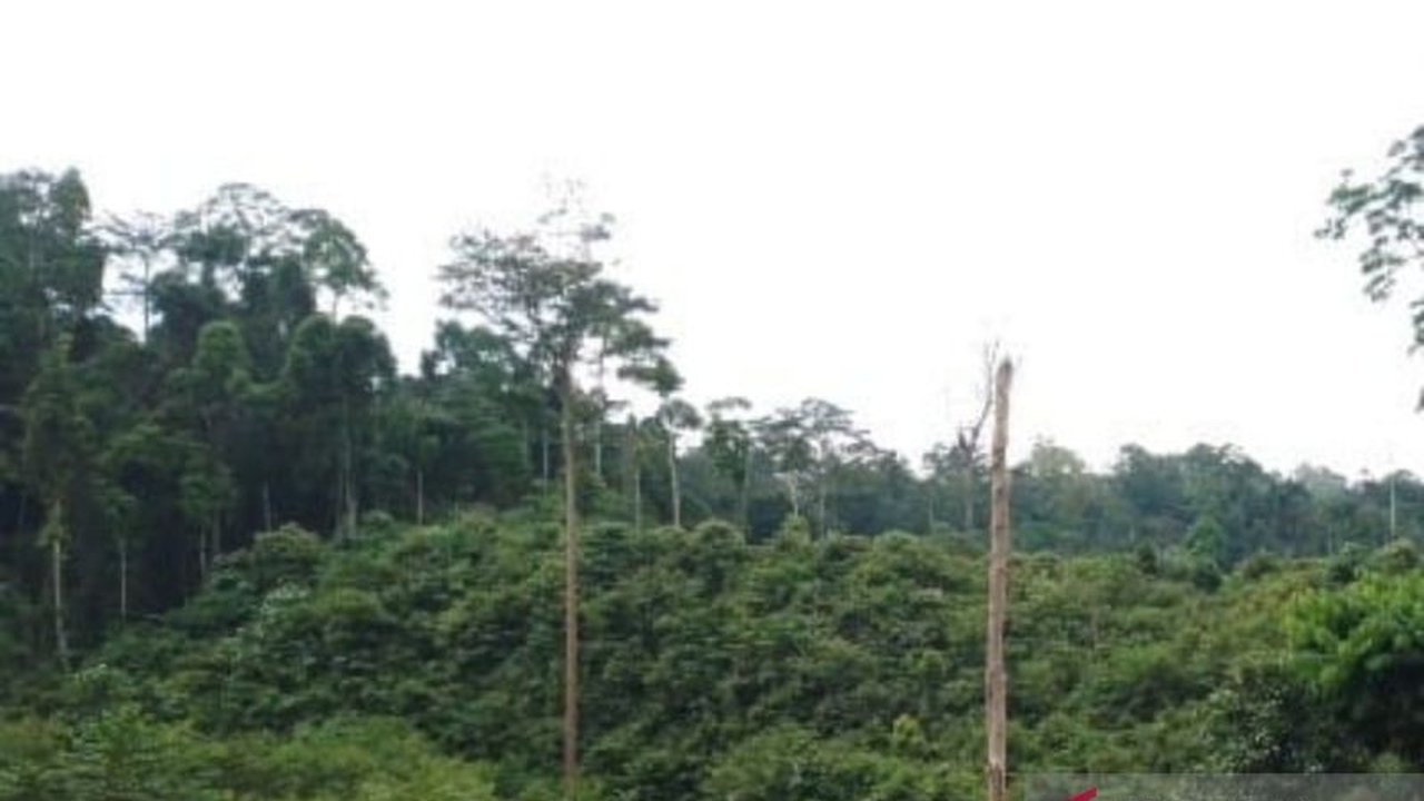 KPH Mukomuko, Bengkulu, mendampingi Polres Mukomuko dalam penyelidikan kasus perambahan hutan yang melibatkan oknum pejabat dan pengusaha, dengan anggaran patroli terbatas.