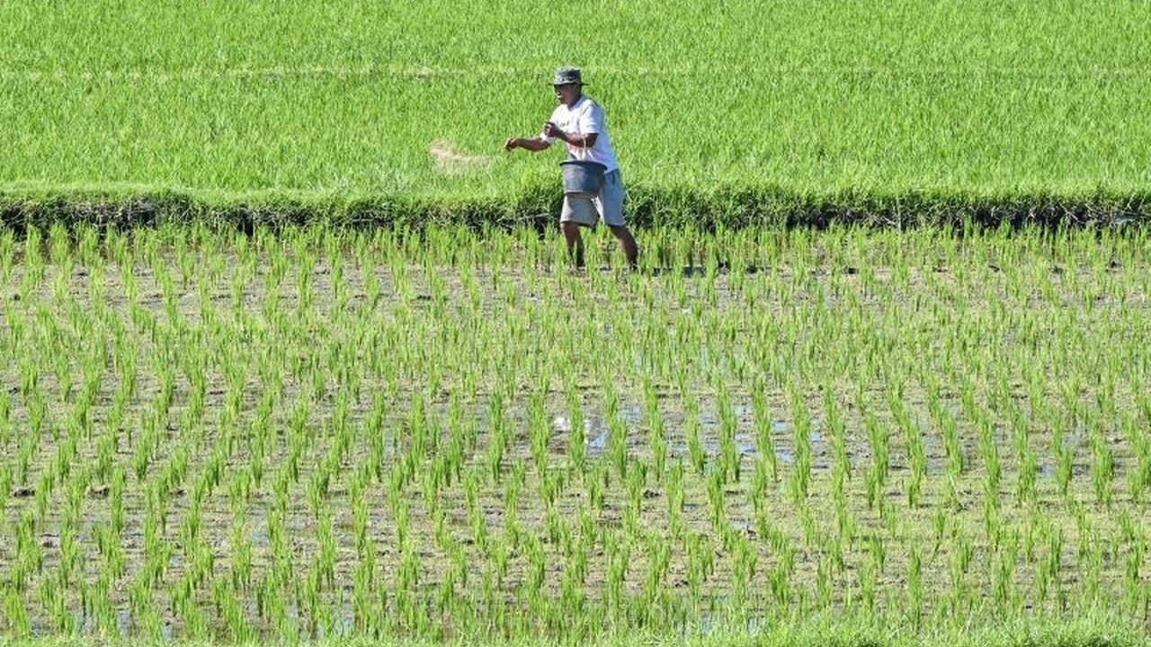 Produksi Padi NTB Turun 5,53 Persen di 2024: Tantangan bagi Ketahanan Pangan