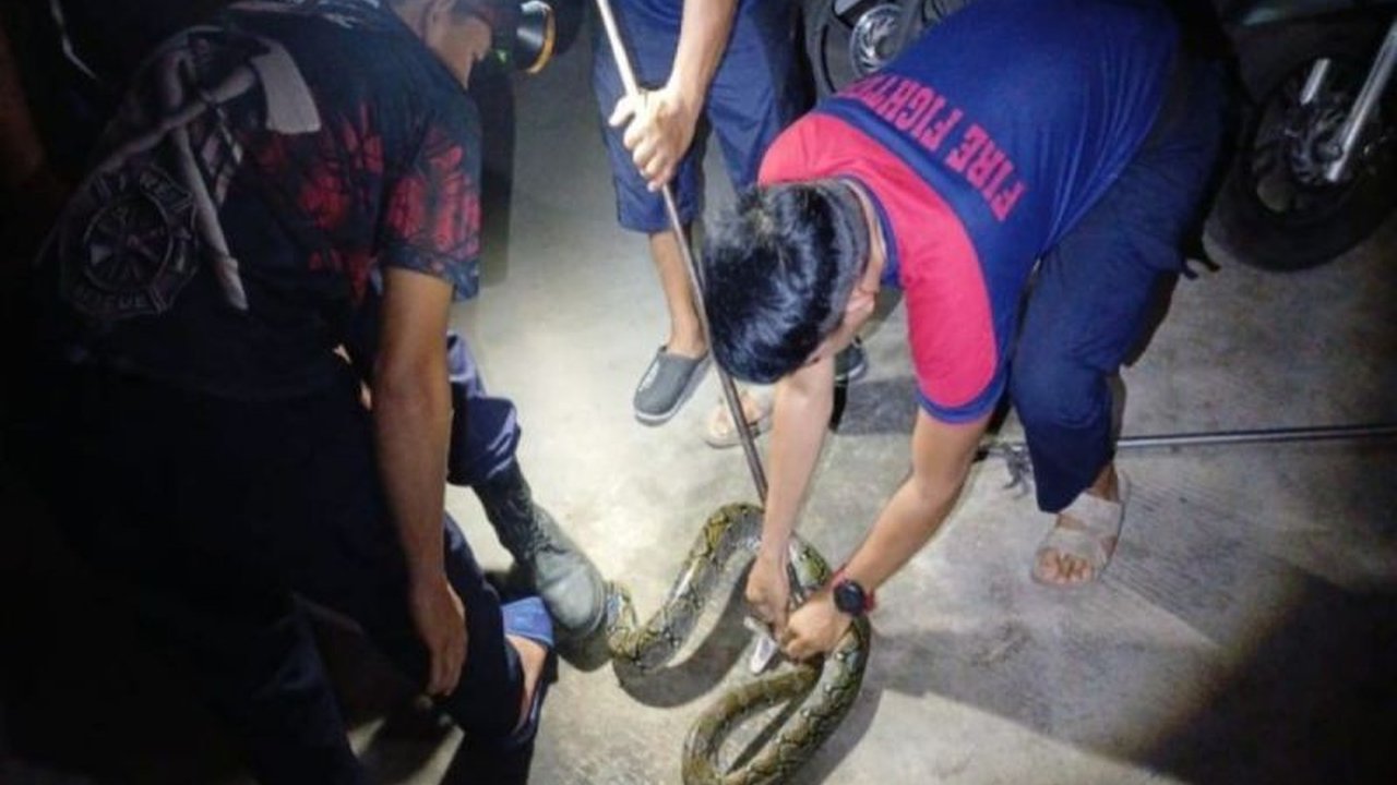 Musim hujan dan kerusakan habitat menyebabkan peningkatan kasus ular masuk pemukiman warga di Palangka Raya, Kalimantan Tengah, terutama di Kecamatan Jekan Raya, mendorong warga untuk menjaga kebersihan rumah.