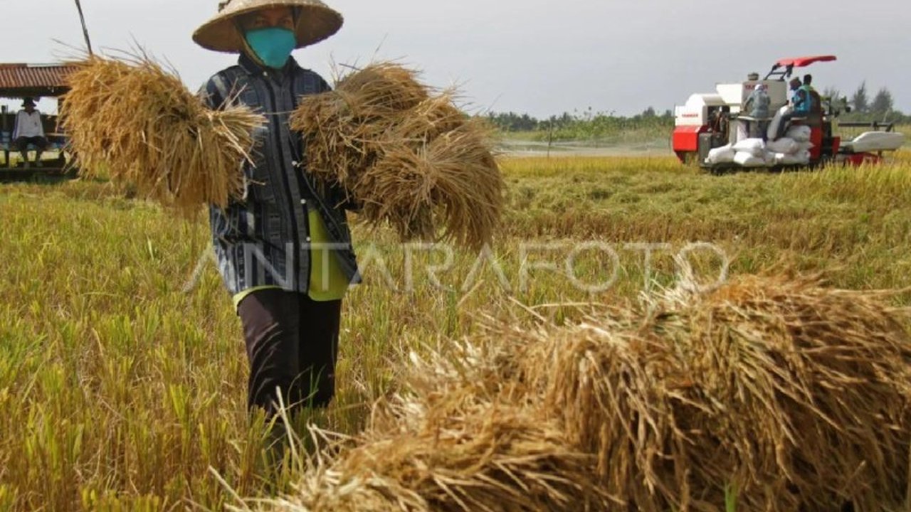 Nilai Tukar Petani (NTP) di Aceh turun 0,80 persen di Januari 2025 menjadi 121,82, disebabkan penurunan indeks harga yang diterima petani terutama dari gabah, pinang, dan cabai rawit, sementara indeks harga yang dibayar petani justru naik.