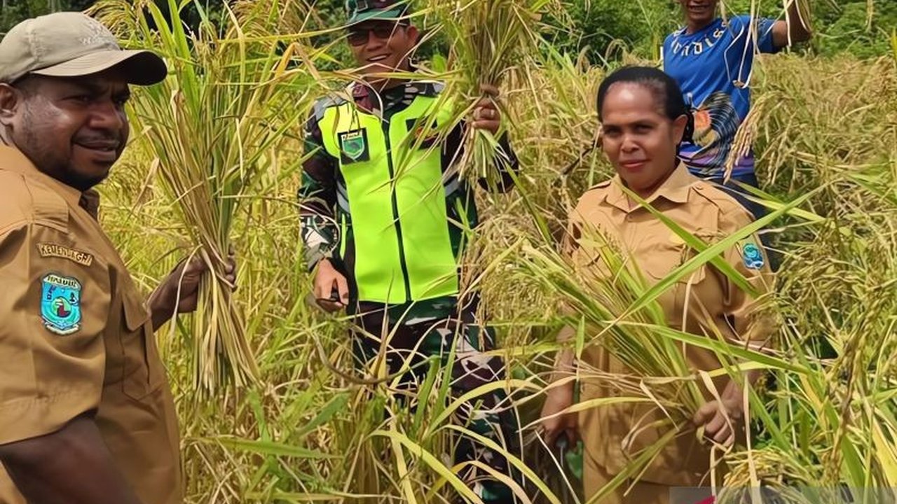 Pemkab Tambrauw, Papua Barat Daya, berhasil memanen padi di lahan tidur seluas dua hektare di Distrik Kebar, meningkatkan ketahanan pangan daerah.