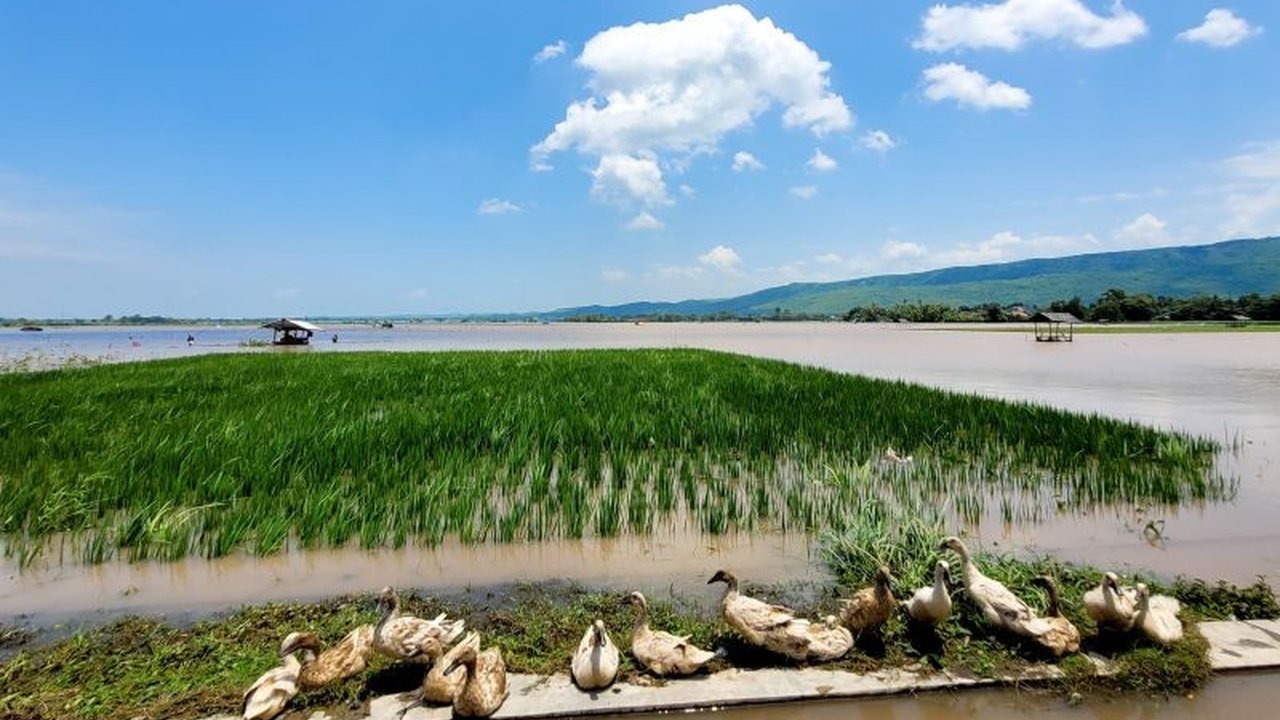 Banjir di Desa Kendit, Situbondo, Jawa Timur merendam ratusan hektare sawah padi siap panen, menyebabkan kerugian besar bagi petani setempat.