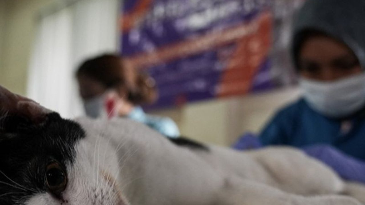 Dinas KPKP DKI Jakarta telah melakukan sterilisasi gratis terhadap 100 kucing jantan di Kembangan, Jakarta Barat, bertujuan untuk mengendalikan populasi dan menjaga kesehatan hewan.