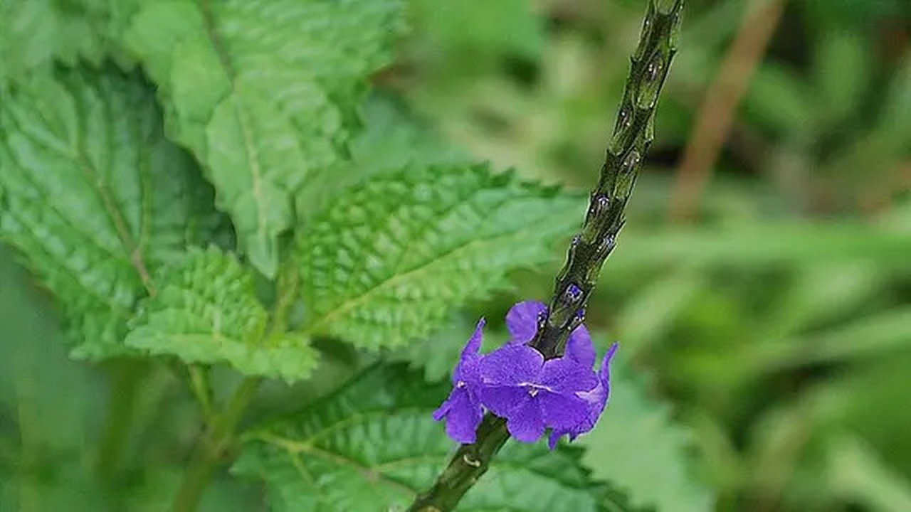 Daun Pelecut Kuda