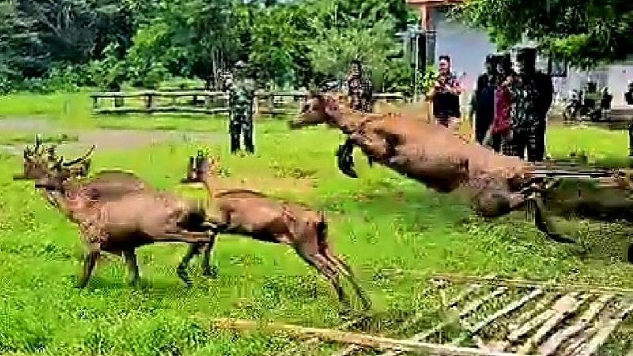 Balai Taman Nasional Baluran melepasliarkan 15 rusa Timor hasil sitaan BKSDA Yogyakarta untuk menjaga keseimbangan ekosistem dan melestarikan satwa asli Taman Nasional Baluran di Situbondo, Jawa Timur.