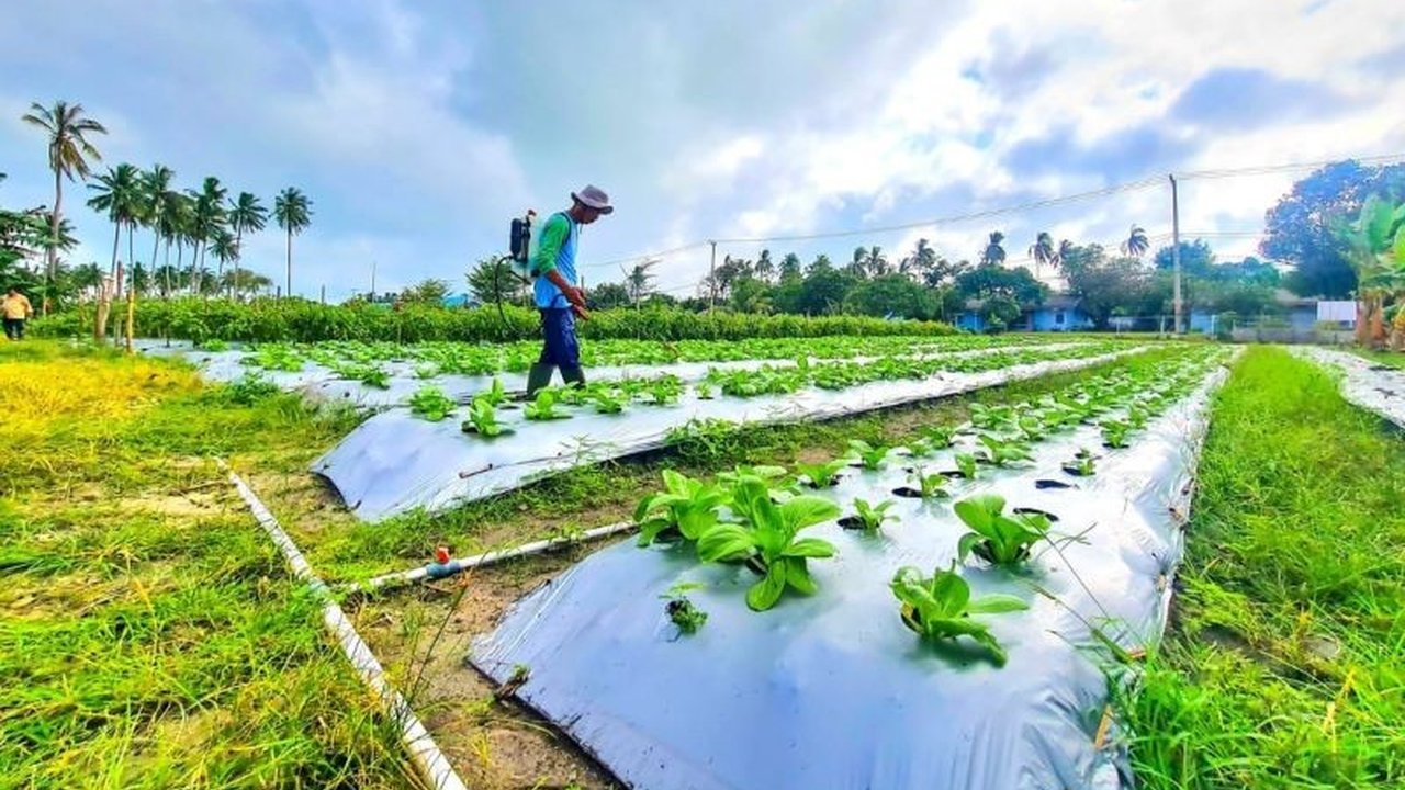 Lanud RSA Natuna Sukseskan Ketahanan Pangan Nasional lewat Kebun Satu Hektare