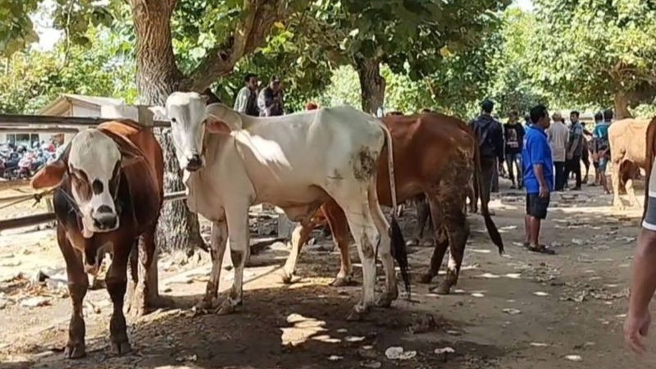 Pemerintah Kabupaten Pacitan membuka kembali operasional pasar hewan setelah kasus PMK mulai terkendali, namun pengawasan ketat tetap diberlakukan untuk mencegah penyebaran penyakit.
